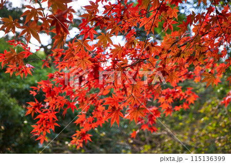 神奈川県伊勢原市　大山寺の紅葉 115136399