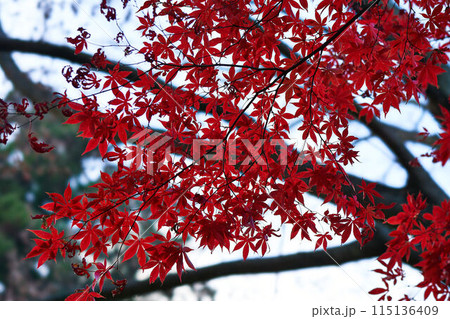 神奈川県伊勢原市　大山の紅葉 115136409