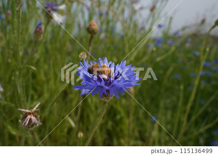 Bee on blue cornflower in the field, closeup of photo Bee on blue cornflower in the field, closeup of photo 115136499