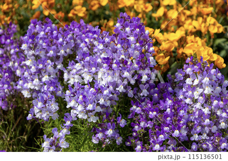 青いリナリアの花 青いリナリアの花 115136501