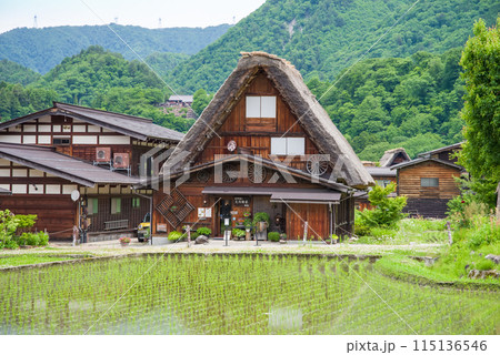 世界遺産　白川郷　合掌造り集落　田植えシーズン 115136546