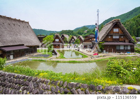 世界遺産　白川郷　合掌造り集落　田植えシーズン 115136559
