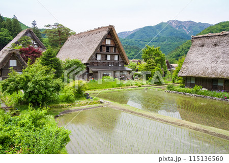 世界遺産 白川郷 合掌造り集落 田植えシーズン 世界遺産 白川郷 合掌造り集落 田植えシーズン 115136560