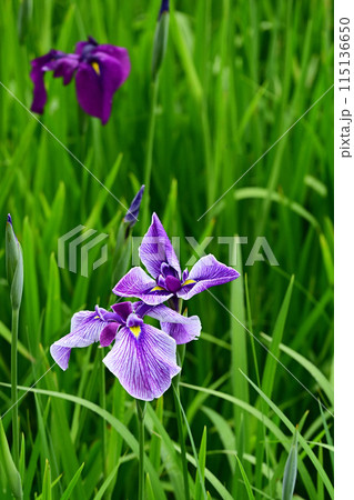 雨に濡れる花菖蒲 雨に濡れる花菖蒲 115136650