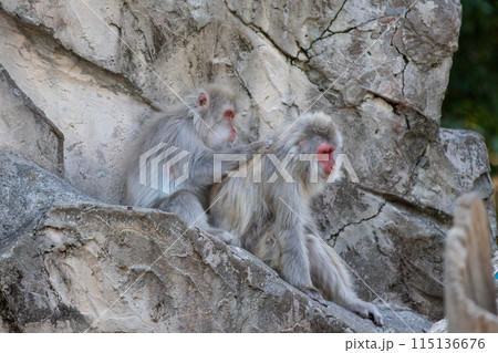 ニホンザル 115136676