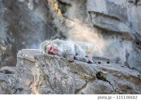 ニホンザル 115136682