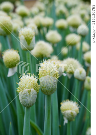 ネギ坊主 ネギ坊主 115136765