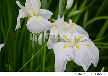 白い花菖蒲 白い花菖蒲 115136804