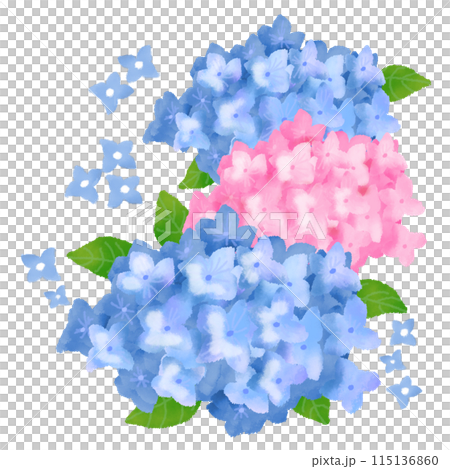 淡藍色和粉紅色的繡球花 淡藍色和粉紅色的繡球花 115136860