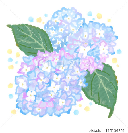 梅雨に咲く紫陽花の水彩風イラスト 115136861