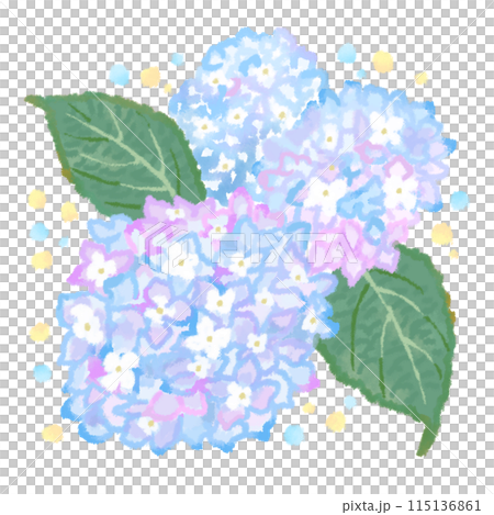 雨季盛開的繡球花水彩風格插畫 115136861