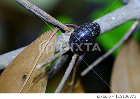 ダンゴムシ ダンゴムシ 115136873