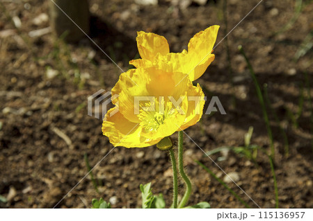 黄色いアイスランドポピー 黄色いアイスランドポピー 115136957