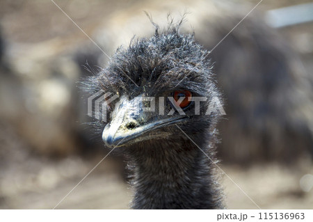 ヒクイドリ科エミューの顔【ちょっと威嚇する顔】 115136963