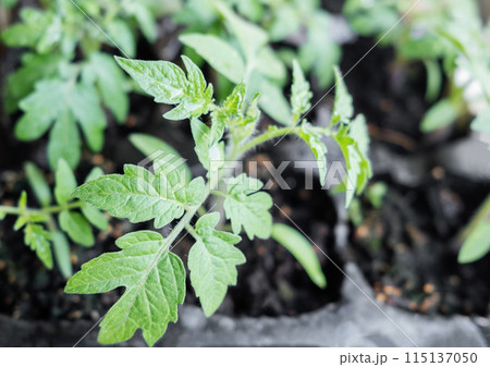 Young tomato seedling plants 115137050