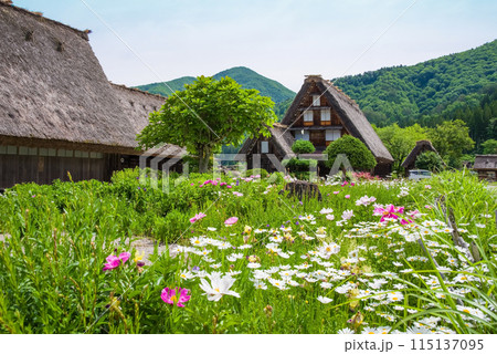 世界遺産　白川郷　合掌造り集落　花の季節 115137095