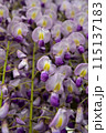 藤の花満開 115137183