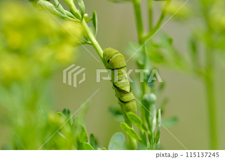 アゲハ蝶の幼虫 115137245