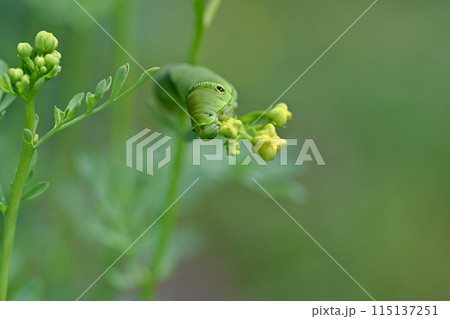 アゲハ蝶の幼虫 115137251