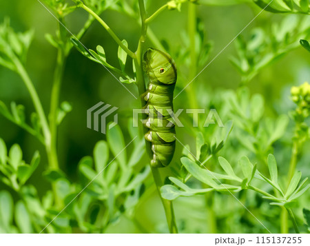 アゲハ蝶の幼虫 アゲハ蝶の幼虫 115137255