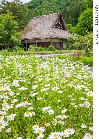 世界遺産　白川郷　合掌造り集落　花の季節 115137285