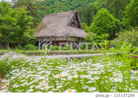 世界遺産　白川郷　合掌造り集落　花の季節 115137289