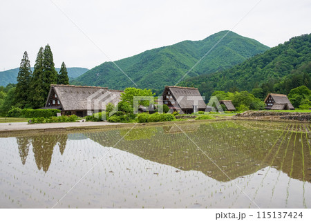 世界遺産 白川郷 合掌造り集落 田植えシーズン 世界遺産 白川郷 合掌造り集落 田植えシーズン 115137424
