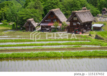 世界遺産　白川郷　合掌造り集落　田植えシーズン　 115137432