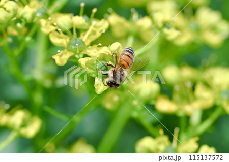 ミツバチ 115137572