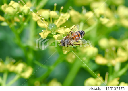 ミツバチ 115137573