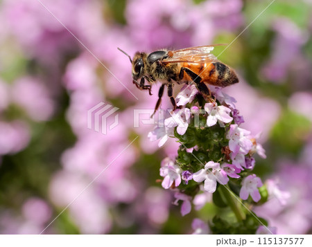 ミツバチ 115137577