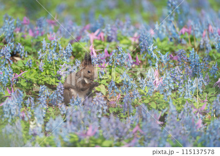 花畑の中のリス 花畑の中のリス 115137578