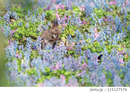 花畑の中のリス 花畑の中のリス 115137579