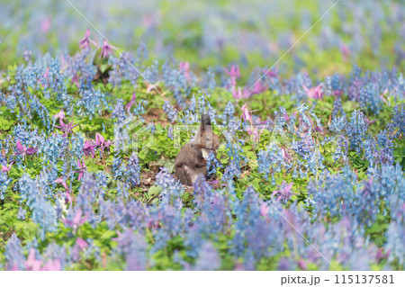 花畑の中のリス 花畑の中のリス 115137581
