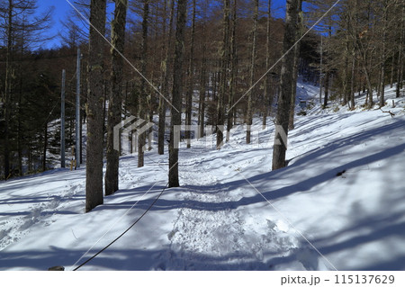 冬の入笠山の樹林帯 冬の入笠山の樹林帯 115137629