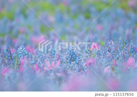 エゾエンゴサクとカタクリの花畑 115137650