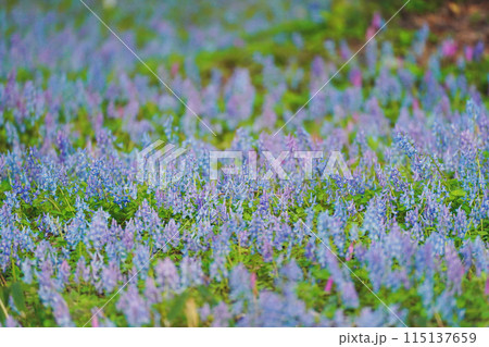 エゾエンゴサクとカタクリの花畑 エゾエンゴサクとカタクリの花畑 115137659