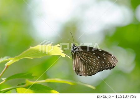 光の中のリュウキュウアサギマダ 115137758