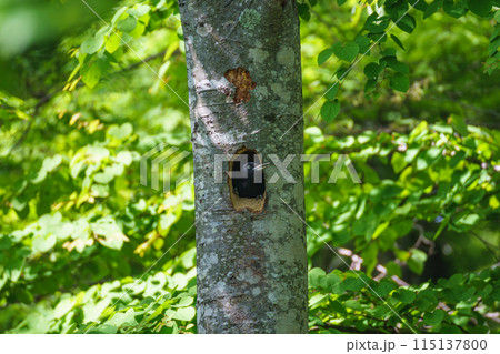 クマゲラの子育て 115137800
