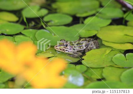 暑さで夏バテ気味のトノサマガエルの目が虚ろ 暑さで夏バテ気味のトノサマガエルの目が虚ろ 115137813