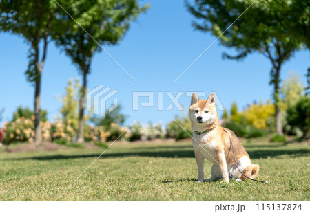 芝生にすわる柴犬 青空背景に柴犬 換毛期の柴犬 柴犬茜 かわいい柴犬シニアモデル犬 芝生にすわる柴犬 青空背景に柴犬 換毛期の柴犬 柴犬茜 かわいい柴犬シニアモデル犬 115137874
