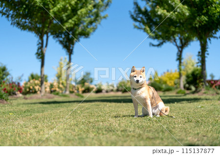 芝生にすわる柴犬　青空背景に柴犬　換毛期の柴犬　柴犬茜　かわいい柴犬シニアモデル犬 115137877