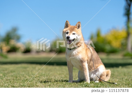 芝生にすわる柴犬　青空背景に柴犬　換毛期の柴犬　柴犬茜　かわいい柴犬シニアモデル犬 115137878