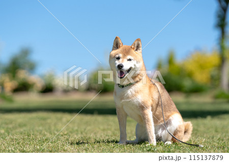 芝生にすわる柴犬　青空背景に柴犬　換毛期の柴犬　柴犬茜　かわいい柴犬シニアモデル犬 115137879