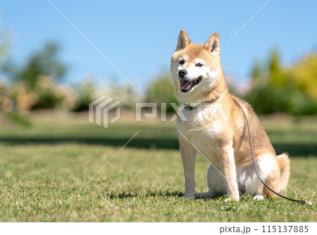 芝生にすわる柴犬 青空背景に柴犬 換毛期の柴犬 柴犬茜 かわいい柴犬シニアモデル犬 芝生にすわる柴犬 青空背景に柴犬 換毛期の柴犬 柴犬茜 かわいい柴犬シニアモデル犬 115137885