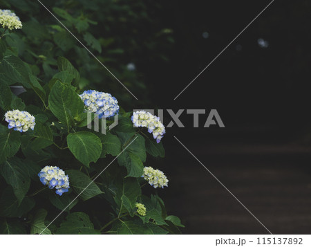 森の小径に咲くアジサイの花 森の小径に咲くアジサイの花 115137892