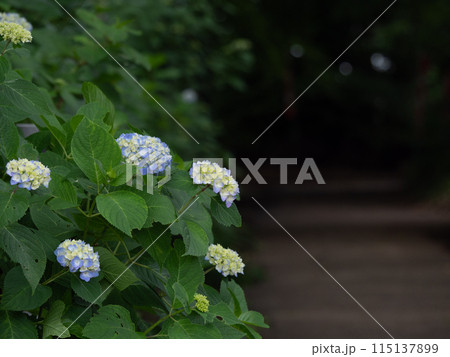 森の小径に咲くアジサイの花 115137899