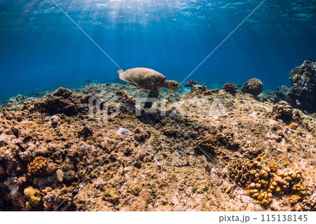 Sea turtle swim underwater in tropical blue sea. 115138145
