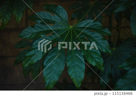 ガーデニング ガーデニング 115138466