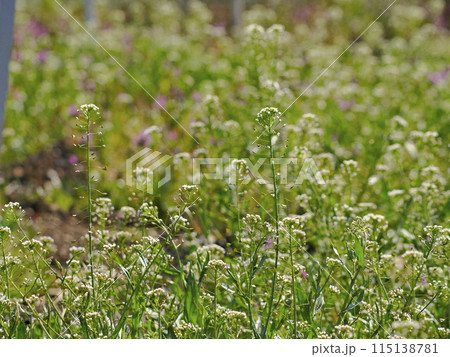 春の野原に咲くナズナの花 115138781